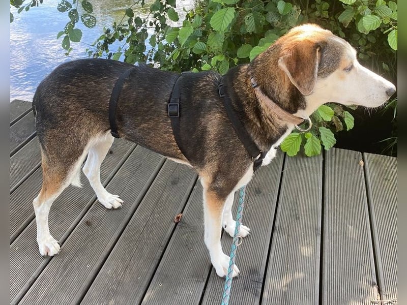 Portia, geb. ca. 06/2017, lebt auf einer Pflegestelle in 21220 Seevetal