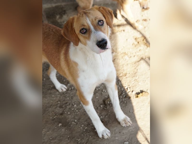 Palia, geb. ca. 09/2024, lebt in GRIECHENLAND, im städt. Tierheim Serres