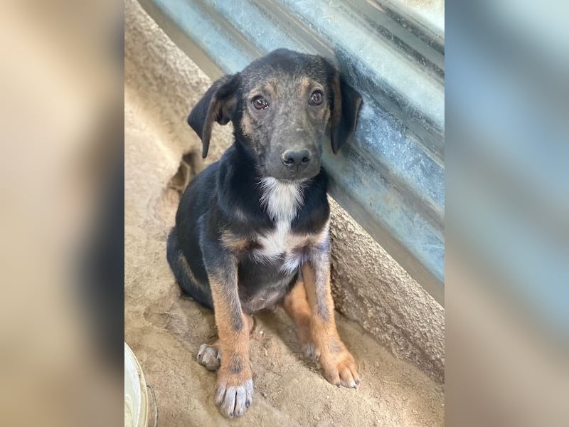 Miranda, geb. ca. 01/2026, lebt in GRIECHENLAND, auf einer privaten Pflegestelle