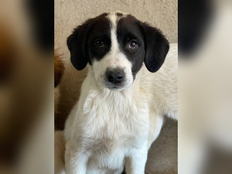 Zenzi, geb. ca. 01/2025, lebt in GRIECHENLAND, im städt. Tierheim Serres