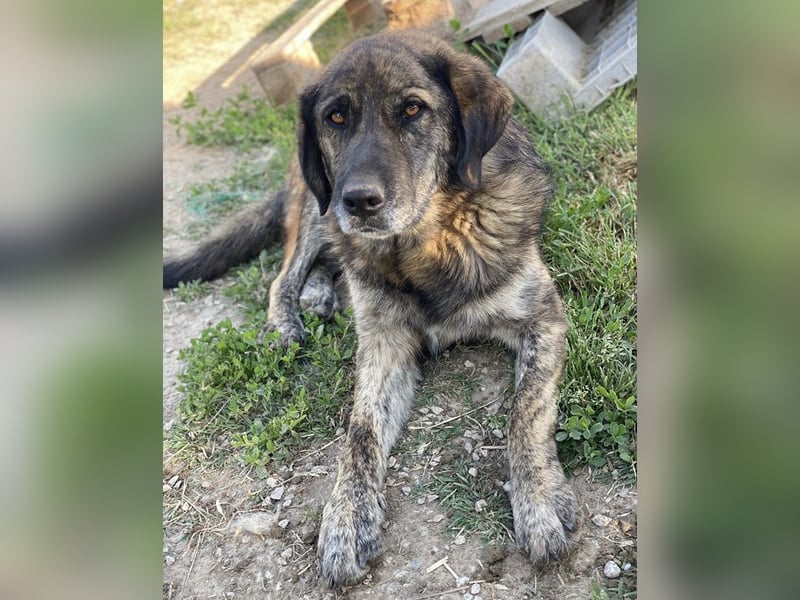 Theo, geb. ca. 04/2022, lebt in GRIECHENLAND, im städt. Tierheim Serres