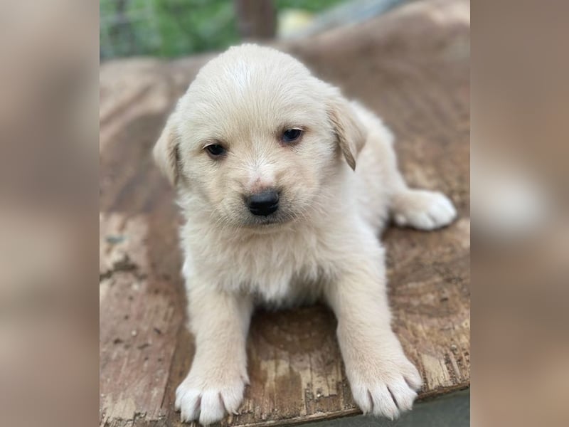 Ljón, geb. ca. 11/2025, lebt in GRIECHENLAND, auf einer privaten Pflegestelle