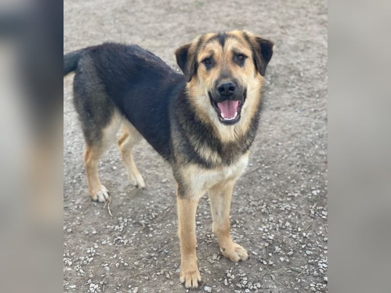 Elphaba, geb. ca. 07/2025, lebt in GRIECHENLAND, im städt. Tierheim Serres