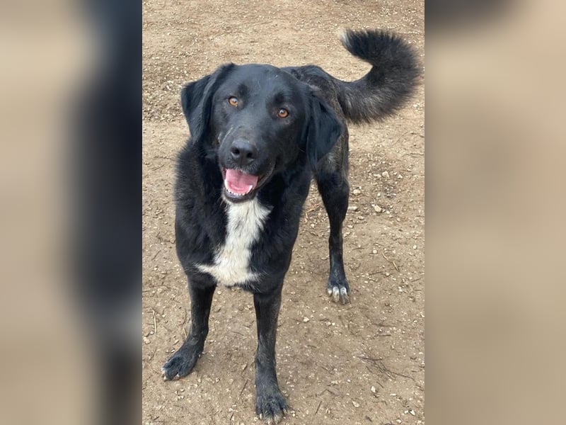 Panthera, geb. ca. 05/2023, lebt in GRIECHENLAND, auf einer privaten Pflegestelle