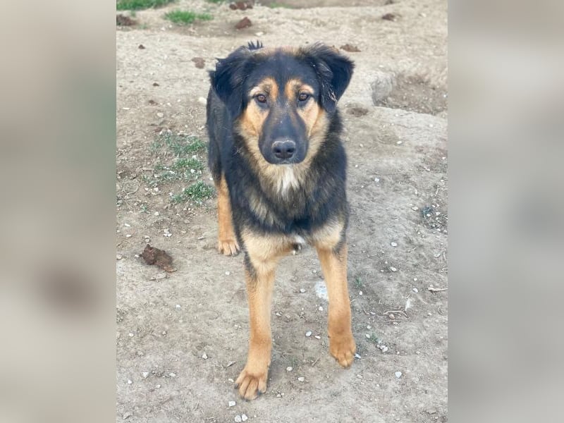 Glinda, geb. ca. 07/2025, lebt in GRIECHENLAND, im städt. Tierheim Serres