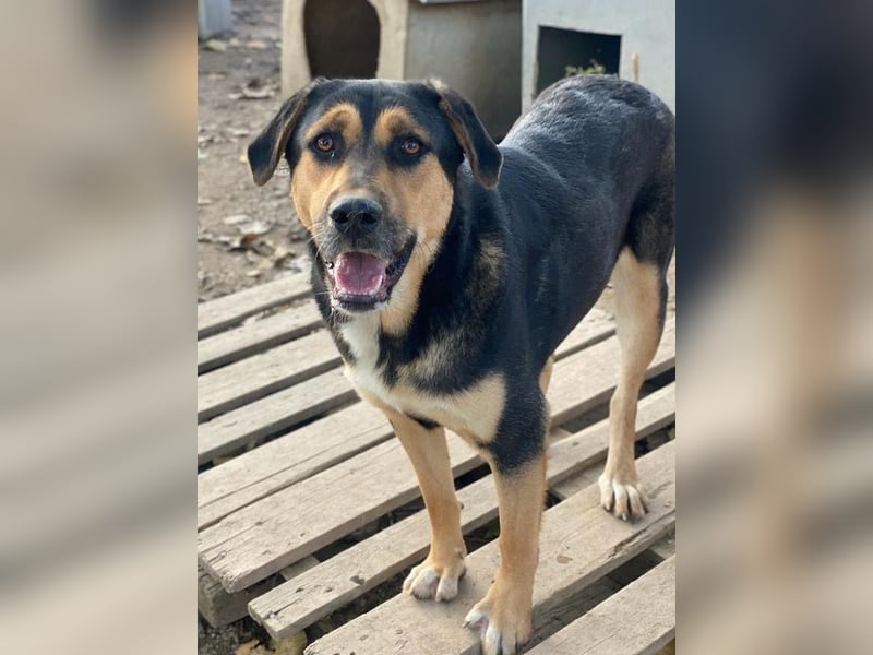 Eppo, geb. ca. 11/2022, lebt in GRIECHENLAND, im städt. Tierheim Serres