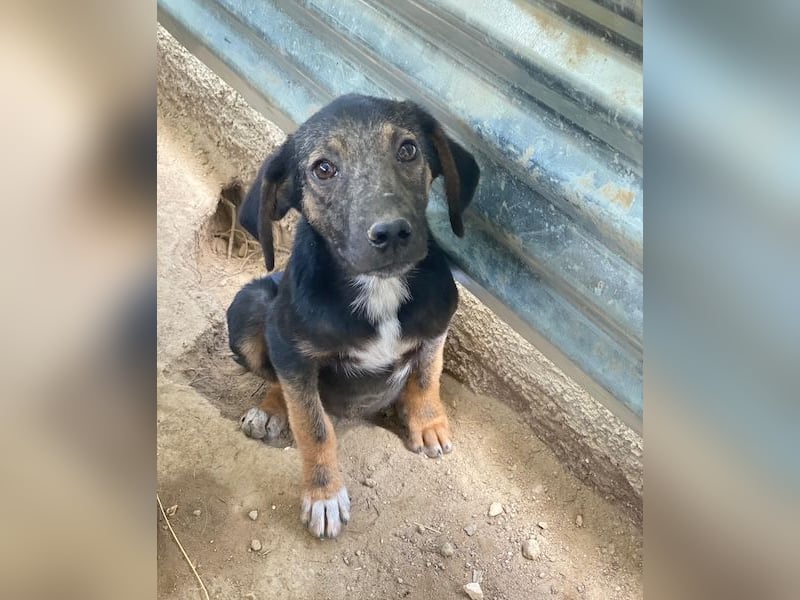 Miranda, geb. ca. 01/2026, lebt in GRIECHENLAND, auf einer privaten Pflegestelle