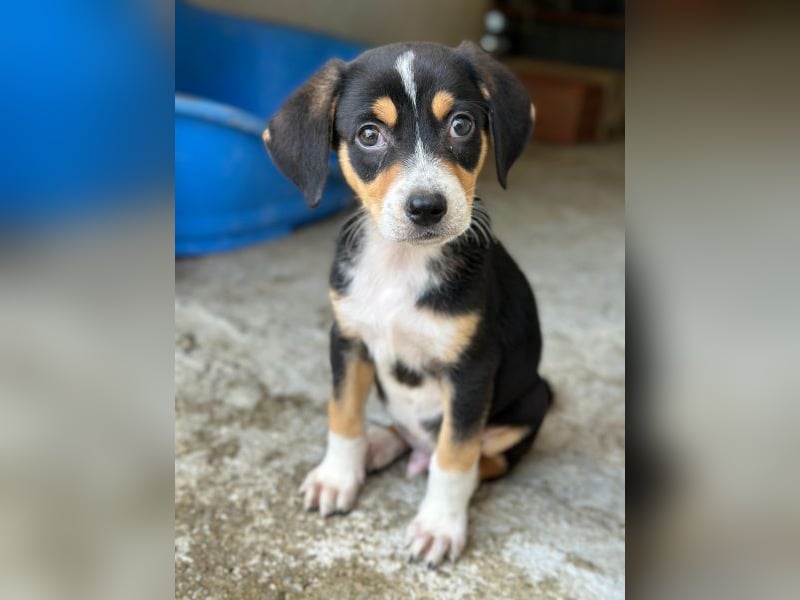 Pepper, geb. ca. 05/2026, lebt in GRIECHENLAND, im städt. Tierheim Serres