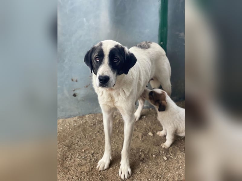 Marinara, geb. ca. 01/2025, lebt in GRIECHENLAND, auf einer privaten Pflegestelle