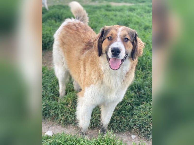 Barkley, geb. ca. 10/2024, lebt in GRIECHENLAND, auf einer privaten Pflegestelle