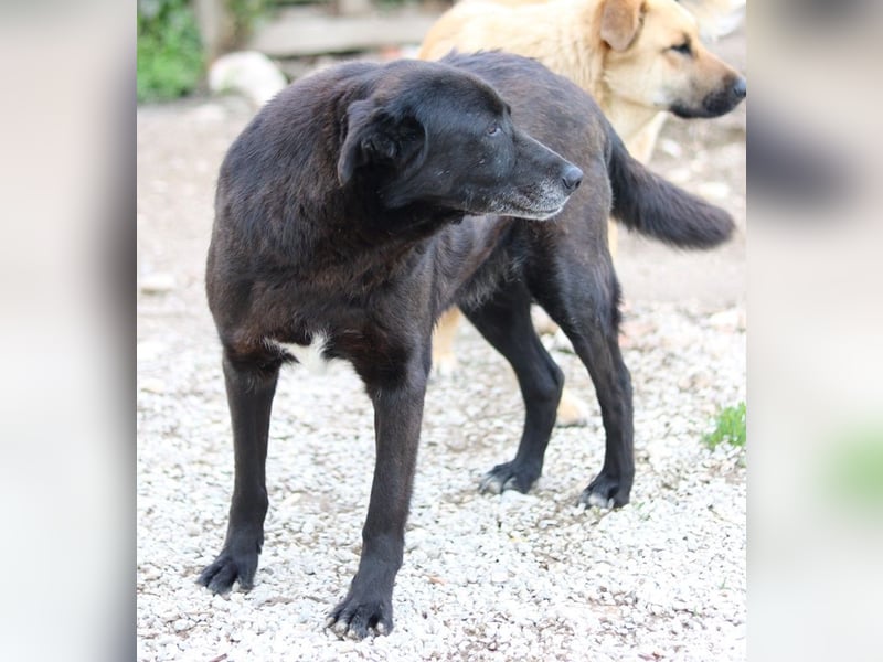 Kenzo, geb. 03/2014, lebt in GRIECHENLAND, im städt. Tierheim Serres