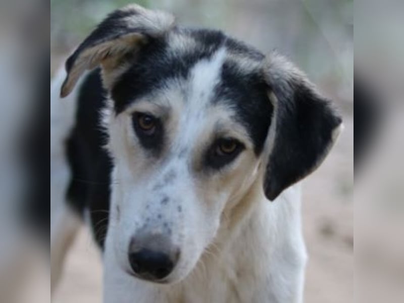 Mona, geb. ca. 01/2024, lebt in GRIECHENLAND, auf einer privaten Pflegestelle