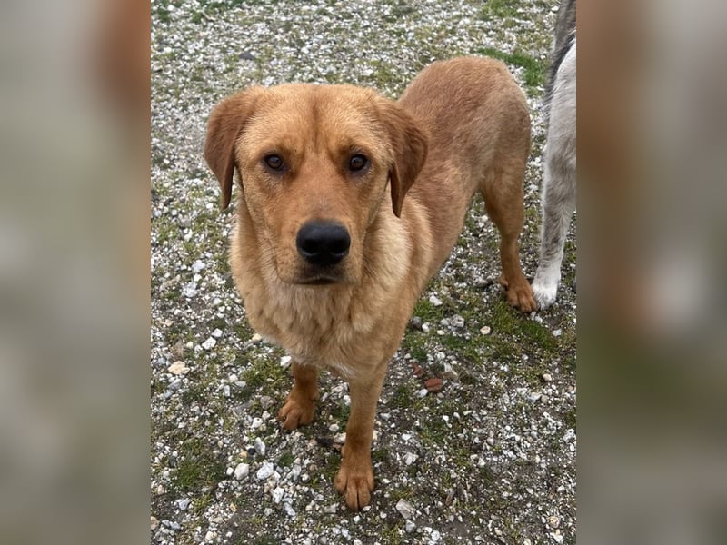 Valor, geb. ca. 05/2024, lebt in GRIECHENLAND, auf einem Gelände, wird notdürftig versorgt