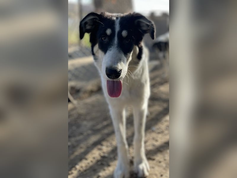 Vivia, geb. ca. 03/2023, lebt in GRIECHENLAND, im städt. Tierheim Serres