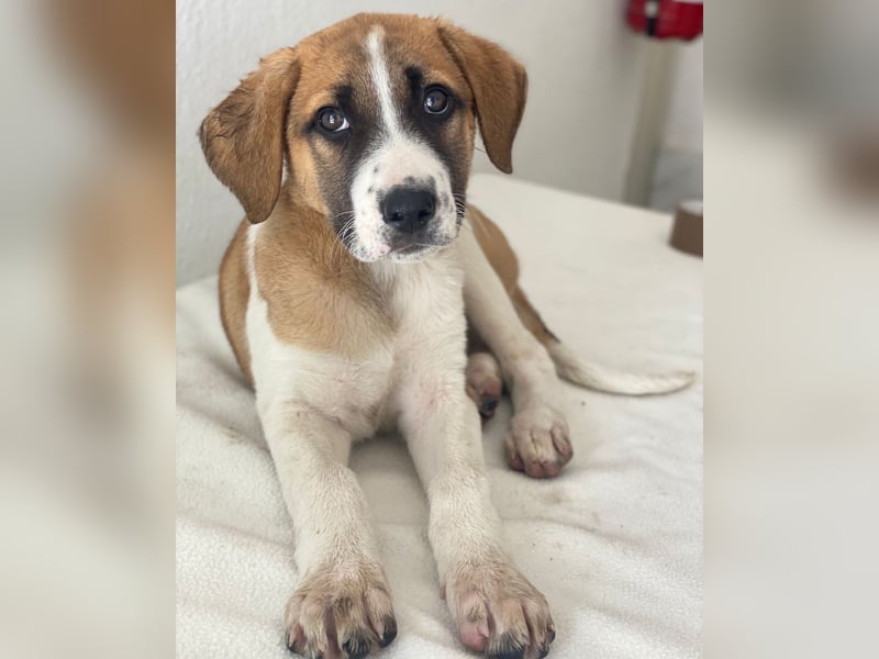 Juno, geb. 03/2025, lebt in GRIECHENLAND, im städt. Tierheim Serres