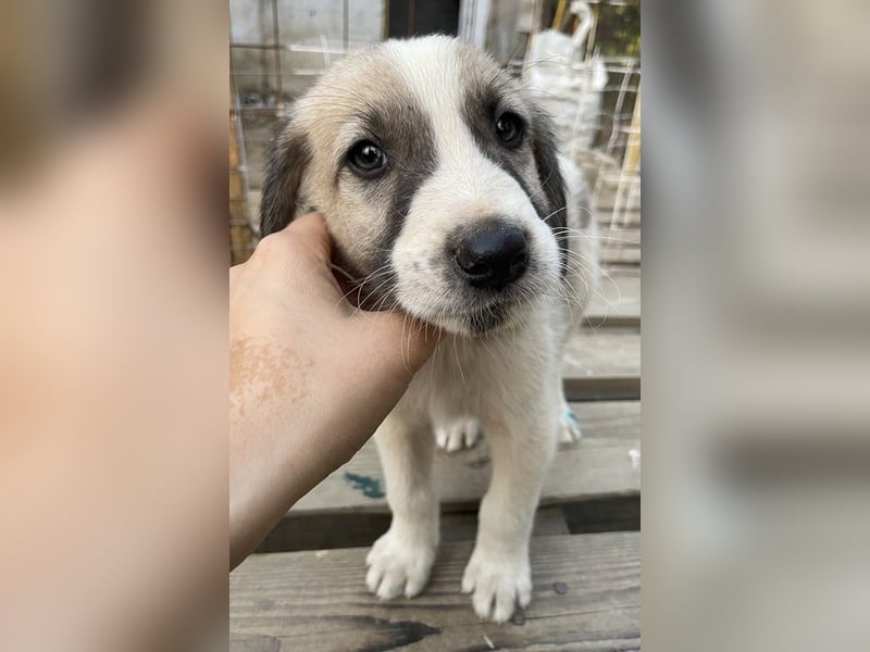 Carlo, geb. ca. 08/2022, lebt in GRIECHENLAND, auf einer privaten Pflegestelle