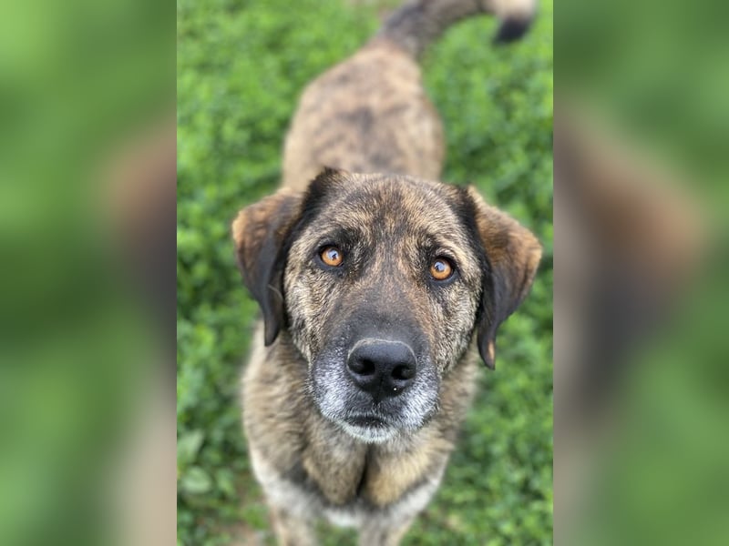 Theo, geb. ca. 04/2022, lebt in GRIECHENLAND, im städt. Tierheim Serres