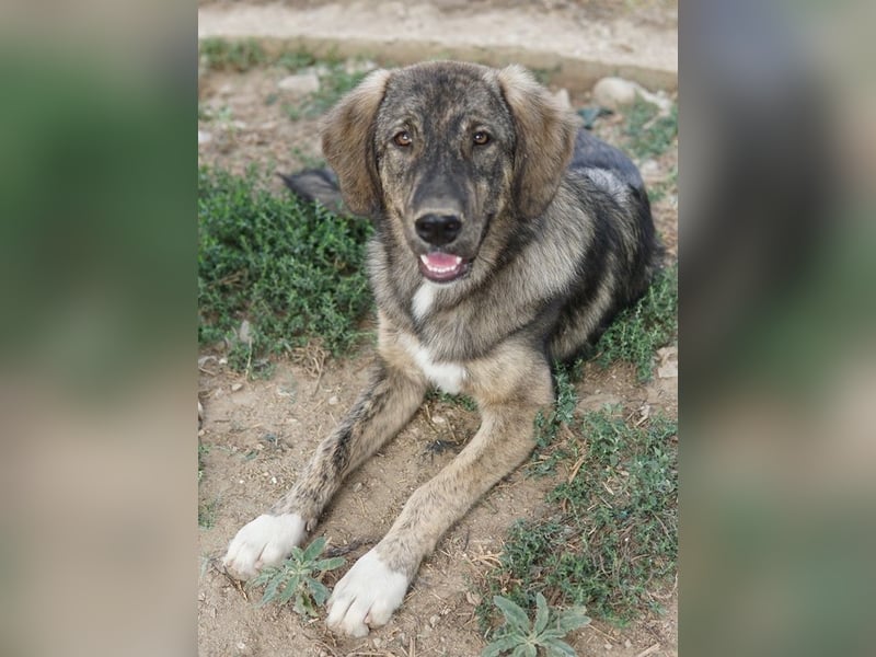 Amelie, geb. ca. 02/2024, lebt in GRIECHENLAND, im städt. Tierheim Serres