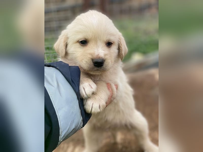 Ljón, geb. ca. 11/2025, lebt in GRIECHENLAND, auf einer privaten Pflegestelle