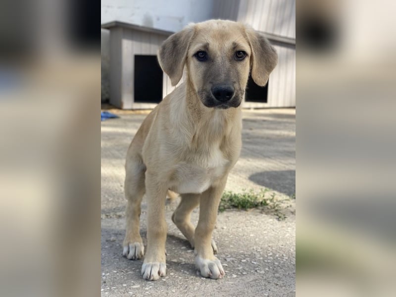 Arthur, geb. ca. 02/2024, lebt in GRIECHENLAND, im städt. Tierheim Serres