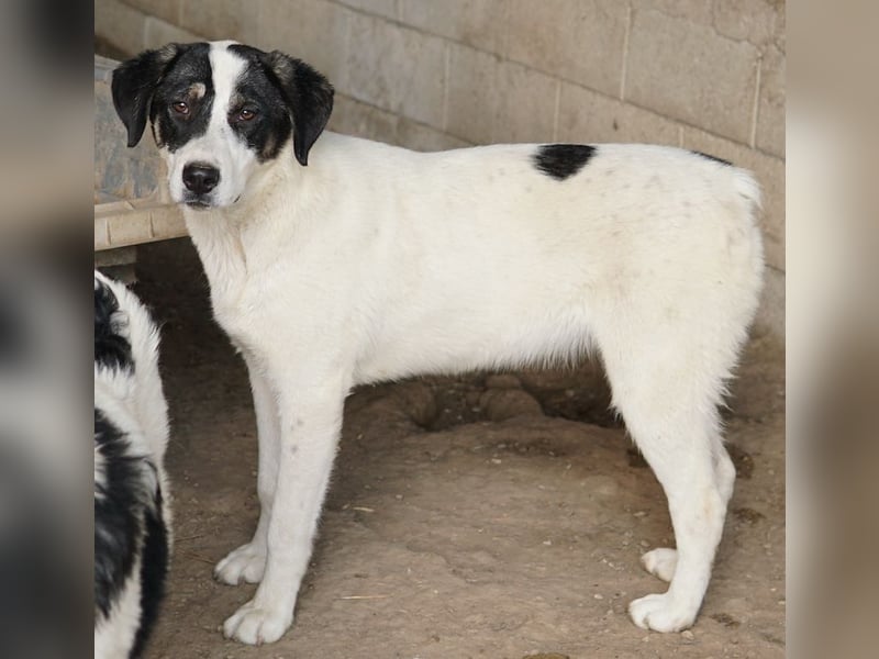 Thundery, geb. ca. 11/2022, lebt in GRIECHENLAND, im städt. Tierheim Serres