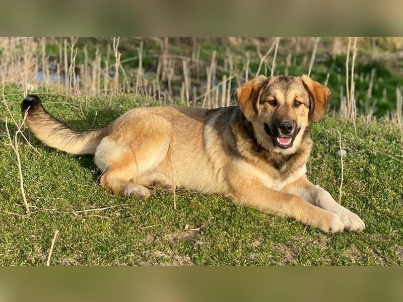 Pola, geb. ca. 09/2024, lebt in GRIECHENLAND, im städt. Tierheim Serres