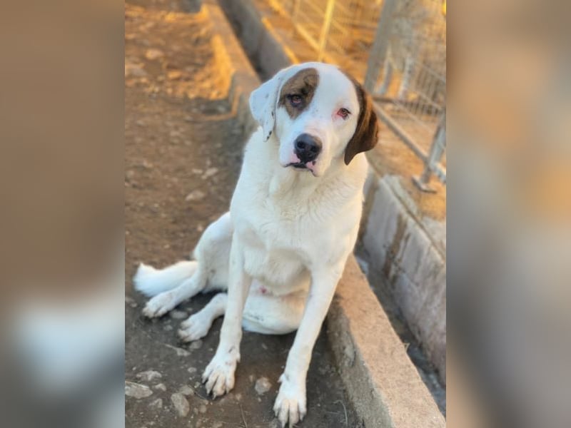 Mäx, geb. ca. 01/2024, lebt in GRIECHENLAND, im städt. Tierheim Serres