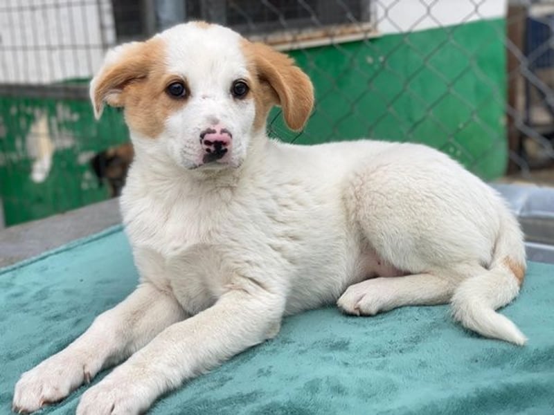 Haku, geb. ca. 08/2025, lebt in GRIECHENLAND, auf einer privaten Pflegestelle