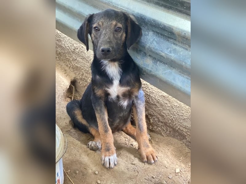 Miranda, geb. ca. 01/2026, lebt in GRIECHENLAND, auf einer privaten Pflegestelle