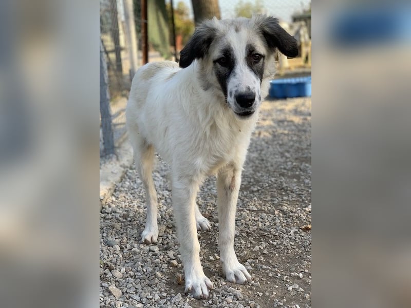 Bo, geb. ca. 05/2022, lebt in GRIECHENLAND, im städt. Tierheim Serres