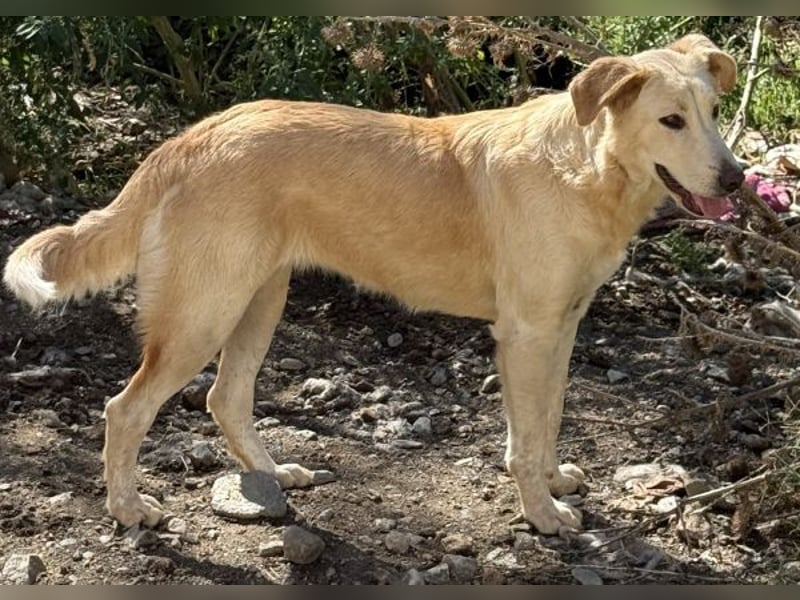 Liova, geb. ca. 10/2024, lebt in GRIECHENLAND, auf einem Gelände, Hunde werden notdürftig versorgt