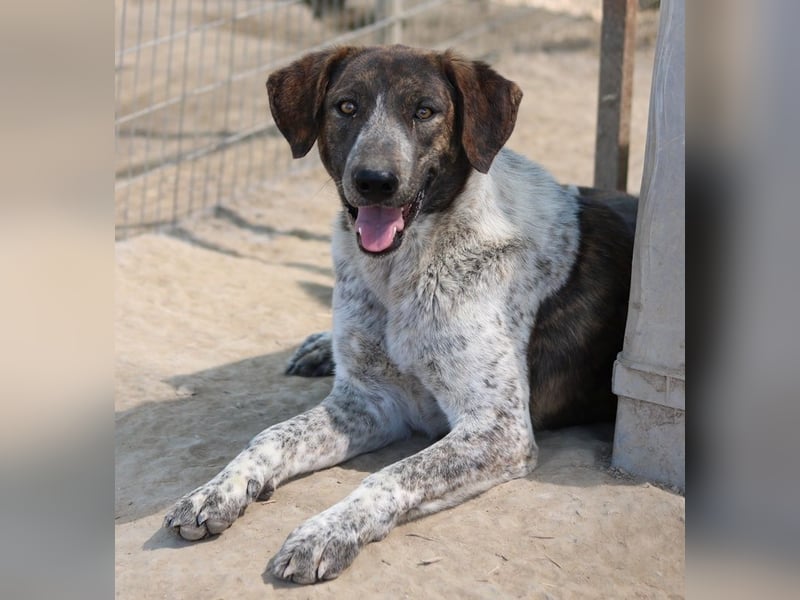 Naxos, geb. ca. 07/2020, lebt in GRIECHENLAND, im städt. Tierheim Serres