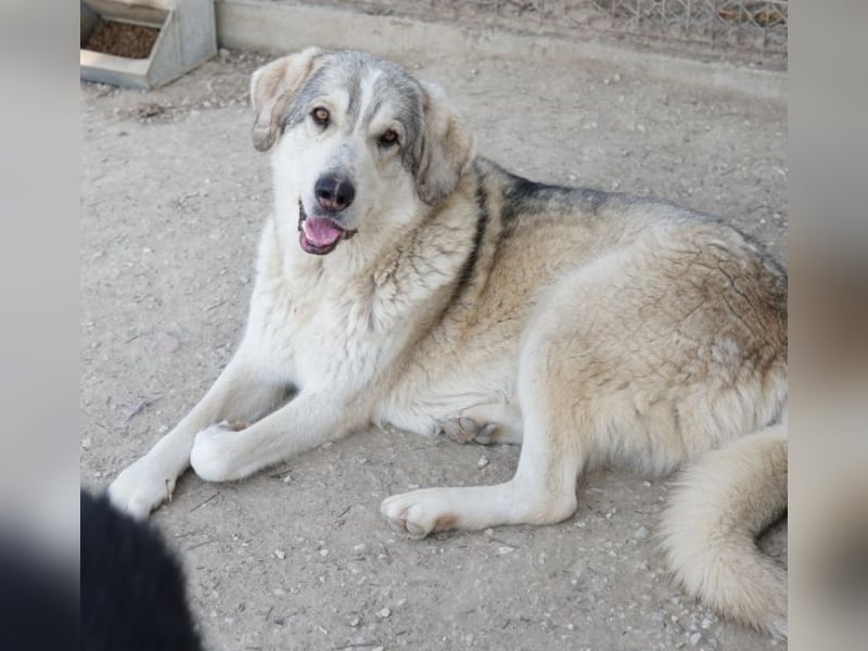 Lykos, geb. ca. 12/2023, lebt in GRIECHENLAND, im städt. Tierheim Serres