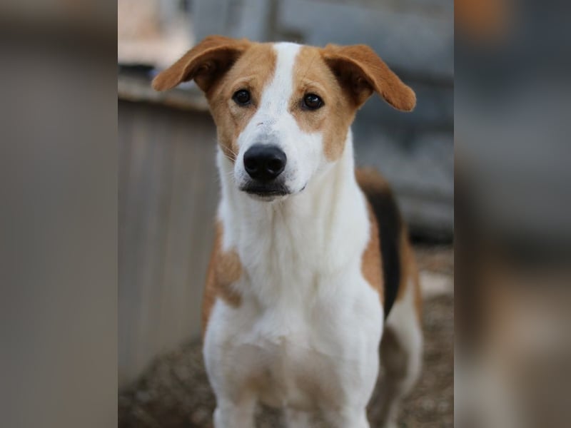 Eneas, geb. ca. 07/2023, lebt in GRIECHENLAND, im städt. Tierheim Serres