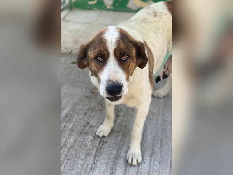 Lauri, geb. ca. 01/2023, lebt in GRIECHENLAND, im städt. Tierheim Serres