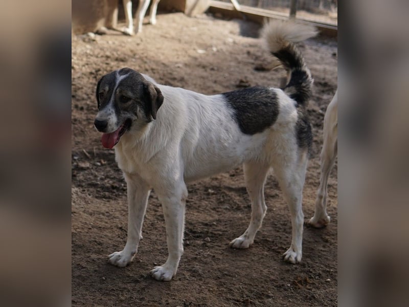 Vanessa, geb. ca. 05/2022, lebt in GRIECHENLAND, auf einer privaten Pflegestelle