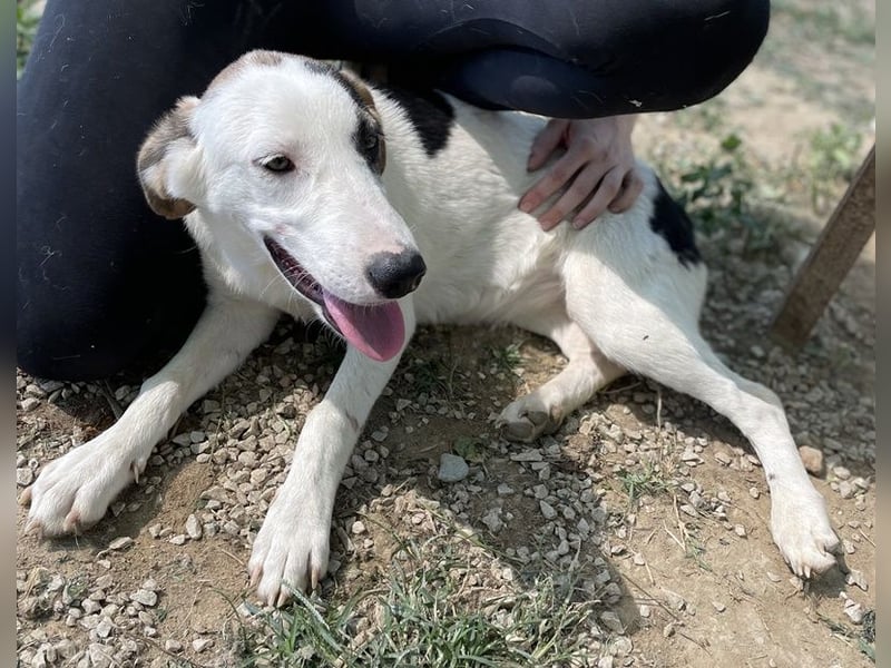 Colette, geb. ca. 02/2022, lebt in GRIECHENLAND, im städt. Tierheim Serres