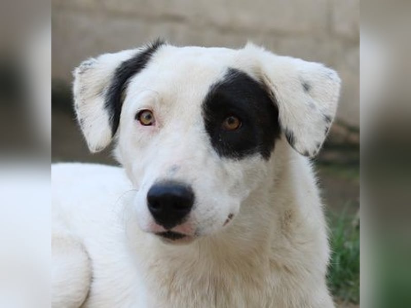 Kiba, geb. ca. 06/2023, lebt in GRIECHENLAND, auf einer privaten Pflegestelle