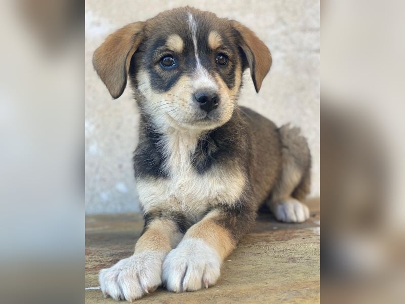 Sissy, geb. ca. 03/2026, lebt in GRIECHENLAND, auf einer privaten Pflegestelle