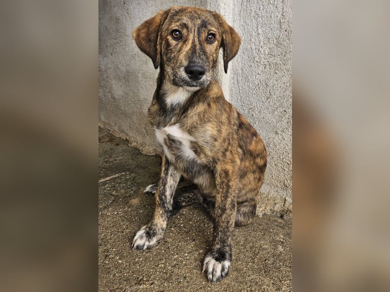 Fiyero, geb. ca. 07/2025, lebt in GRIECHENLAND, im städt. Tierheim Serres