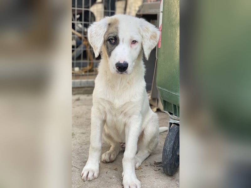 Arco, geb. ca. 02/2024, lebt in GRIECHENLAND, im städt. Tierheim Serres