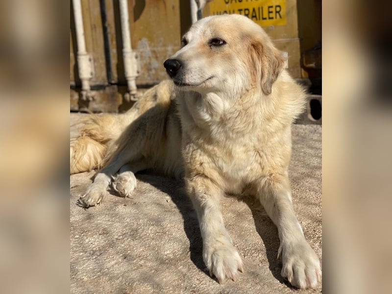 Gelja, geb. ca. 03/2022, lebt in GRIECHENLAND, im städt. Tierheim Serres