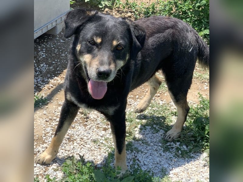 Nabucco, geb. ca. 01/2019, lebt in GRIECHENLAND, im städt. Tierheim Serres