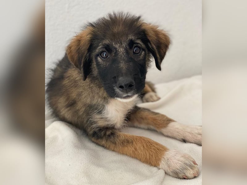 Moglito, geb. ca. 03/2025, lebt in GRIECHENLAND, im städt. Tierheim Serres