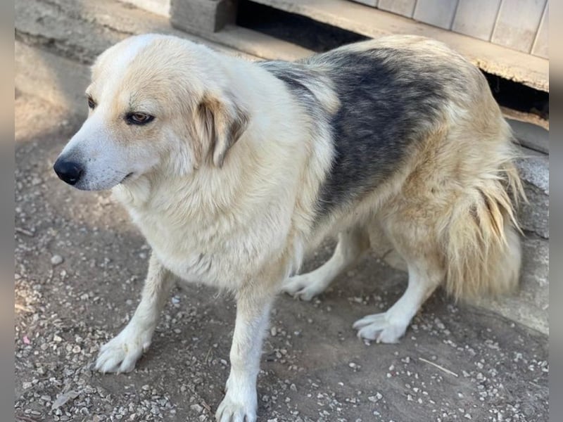 Gelja, geb. ca. 03/2022, lebt in GRIECHENLAND, im städt. Tierheim Serres