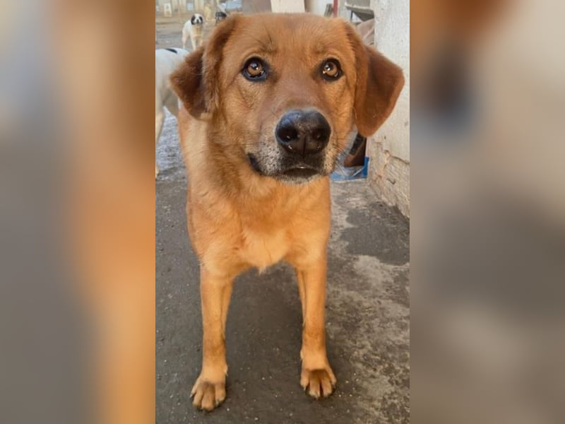 Pixie, geb. ca. 10/2022, lebt in GRIECHENLAND, im städt. Tierheim Serres