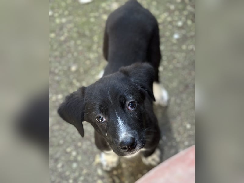 Fleur, geb. ca. 02/2025, lebt in GRIECHENLAND, auf einer privaten Pflegestelle