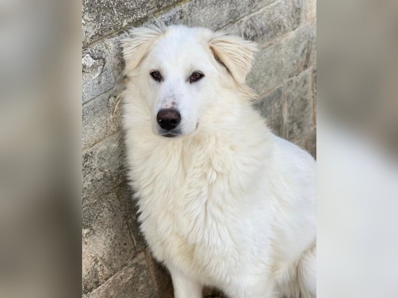 Fenri, geb. ca. 11/2023, lebt in GRIECHENLAND, auf einer privaten Pflegestelle