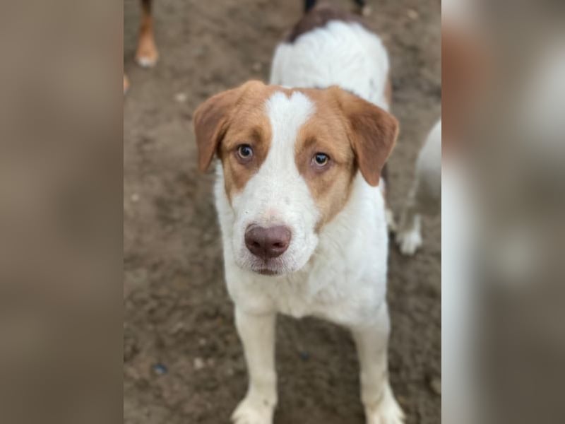 Herkos, geb. ca. 01/2025, lebt in GRIECHENLAND, auf einer privaten Pflegestelle