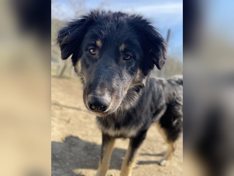 Marcello, geb. ca. 04/2022, lebt in GRIECHENLAND, auf einer privaten Pflegestelle